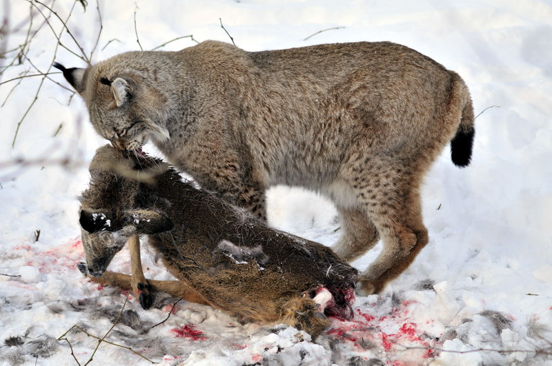 Lynx with prey at Wildpark Neuhaus
