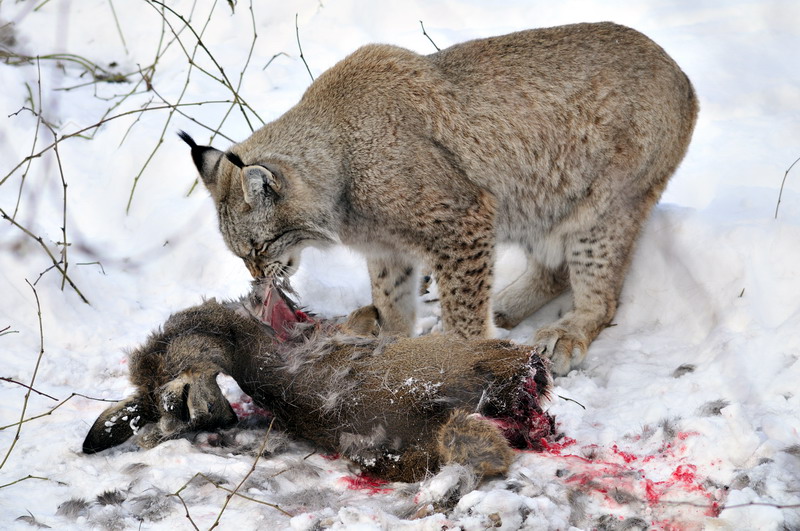 Lynx with prey at Wildpark Neuhaus