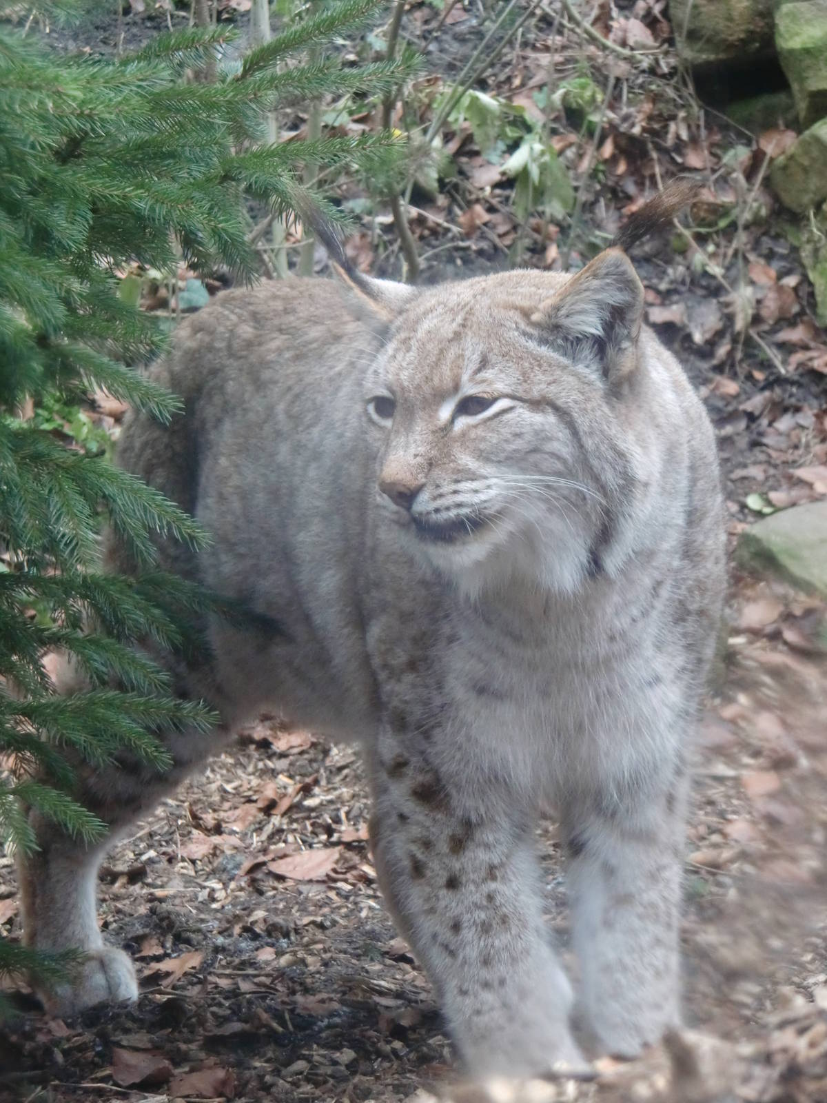 Lynx