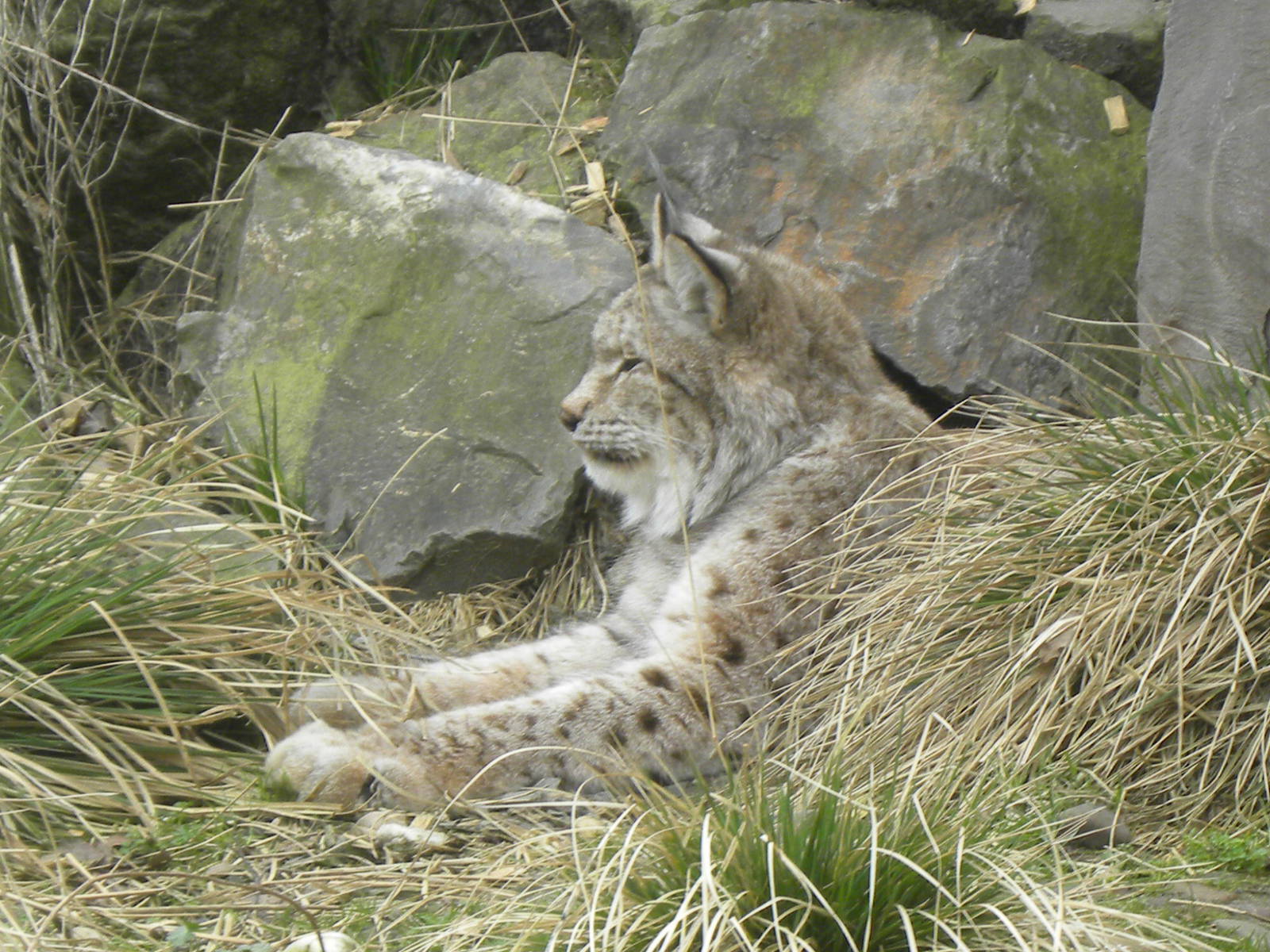 Lynx