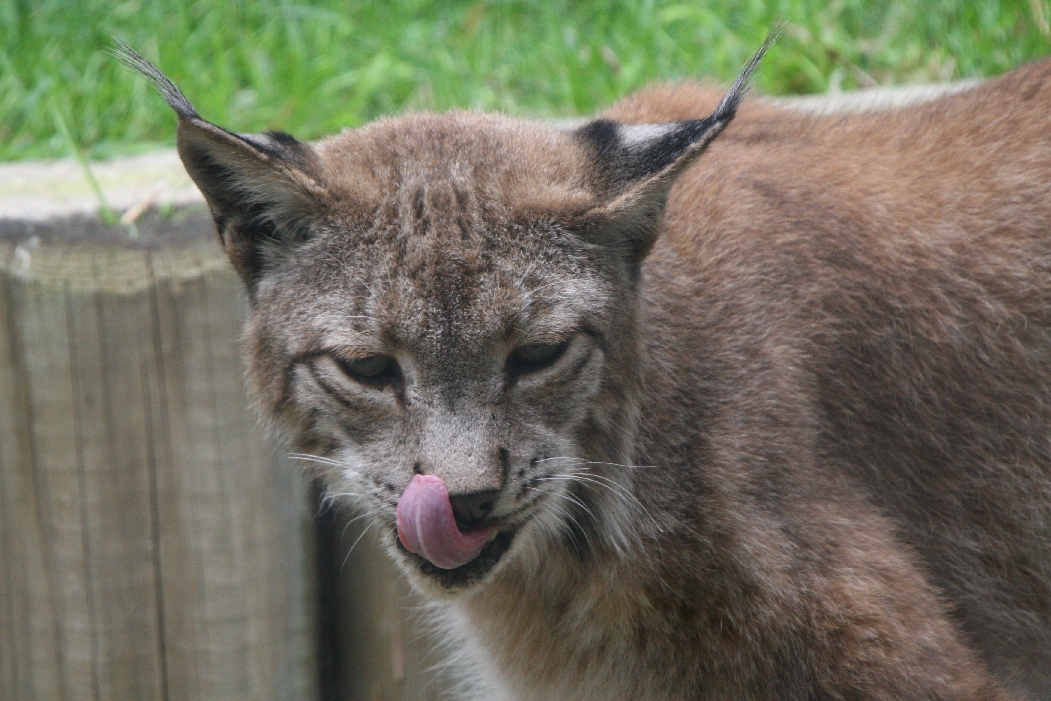 Lynx