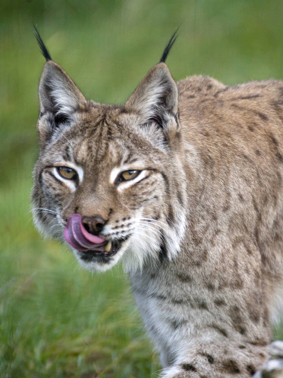 Lynx