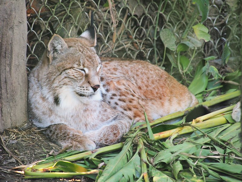 Lynx