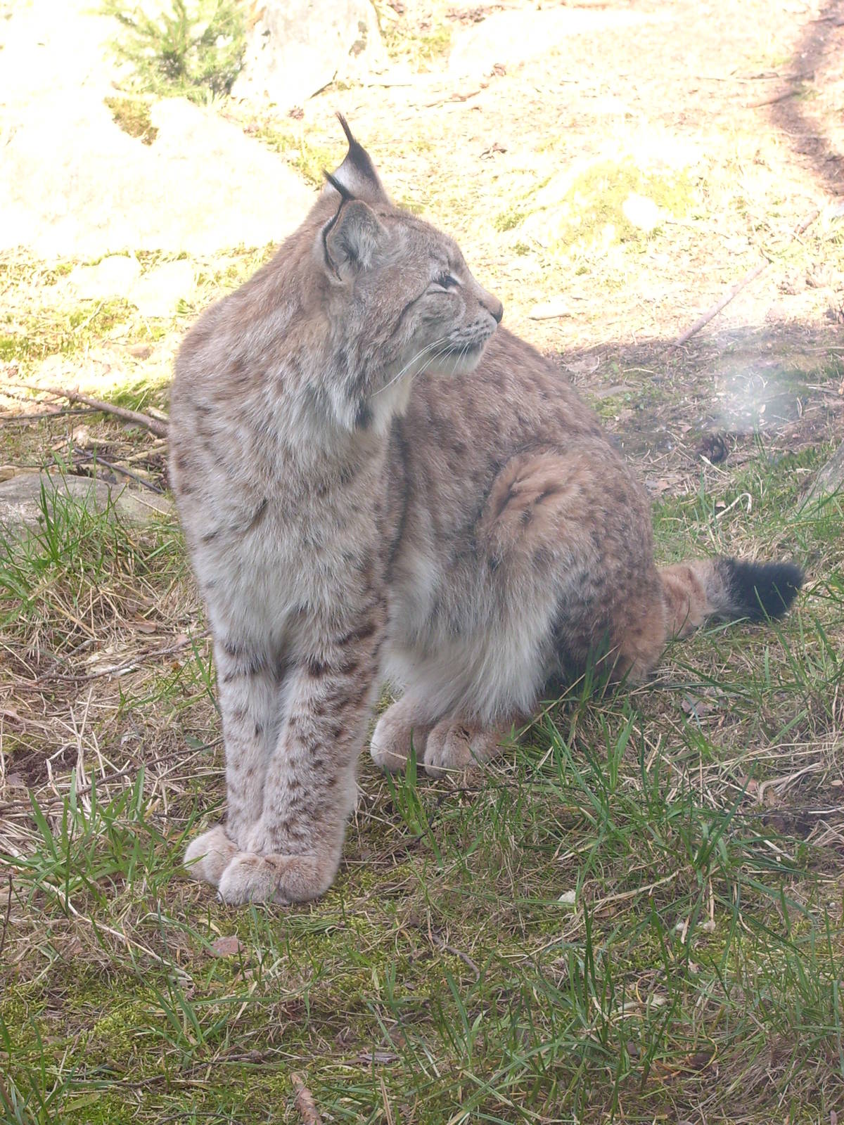 LYNX