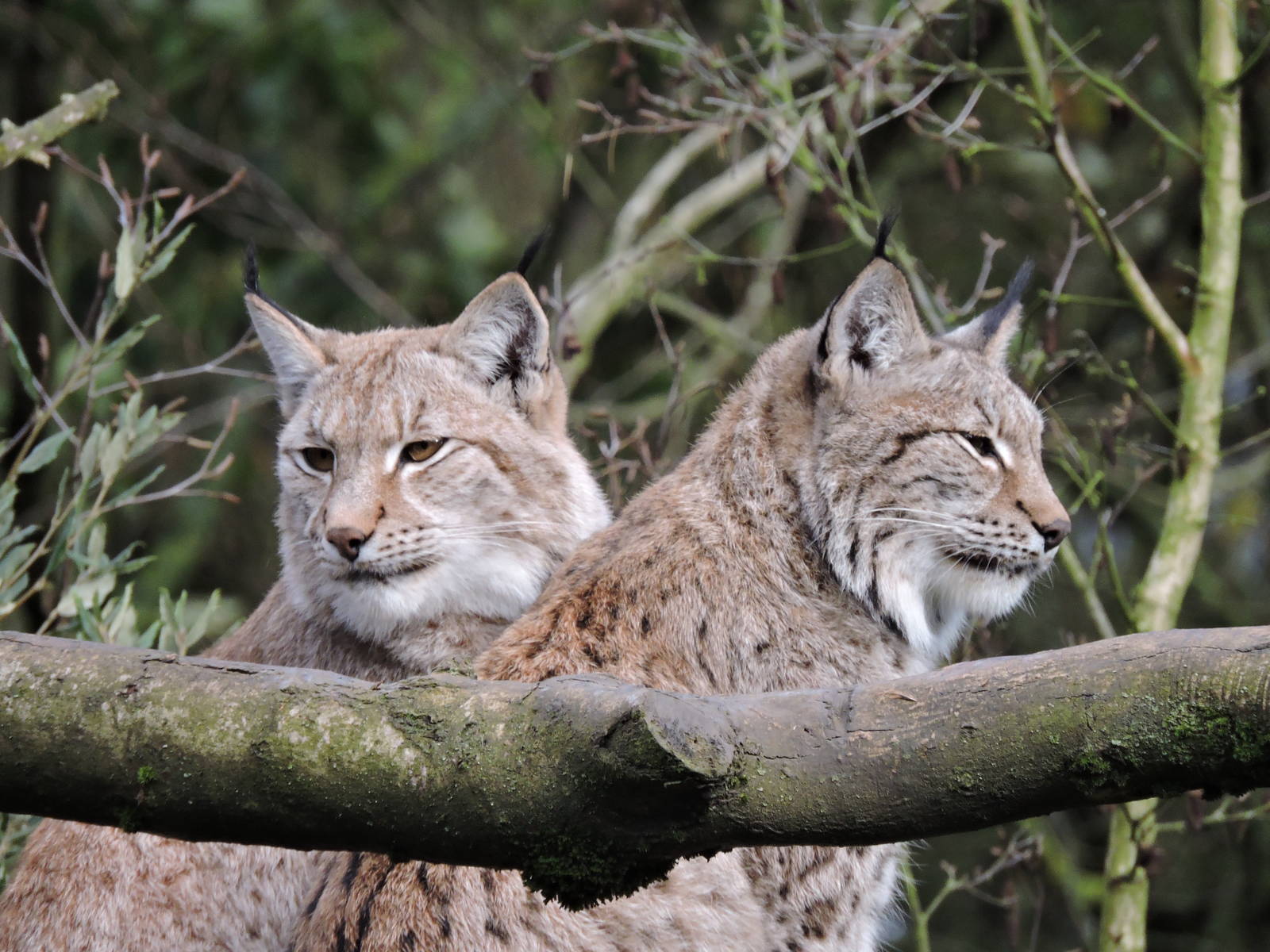 Lynx