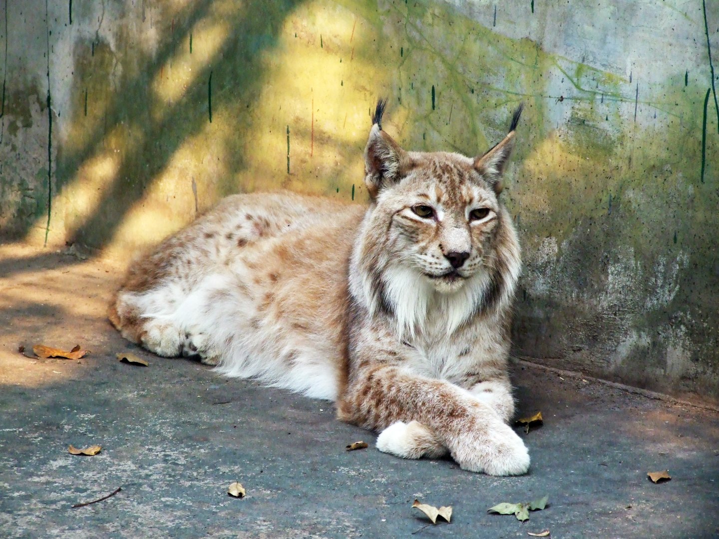 Lynx