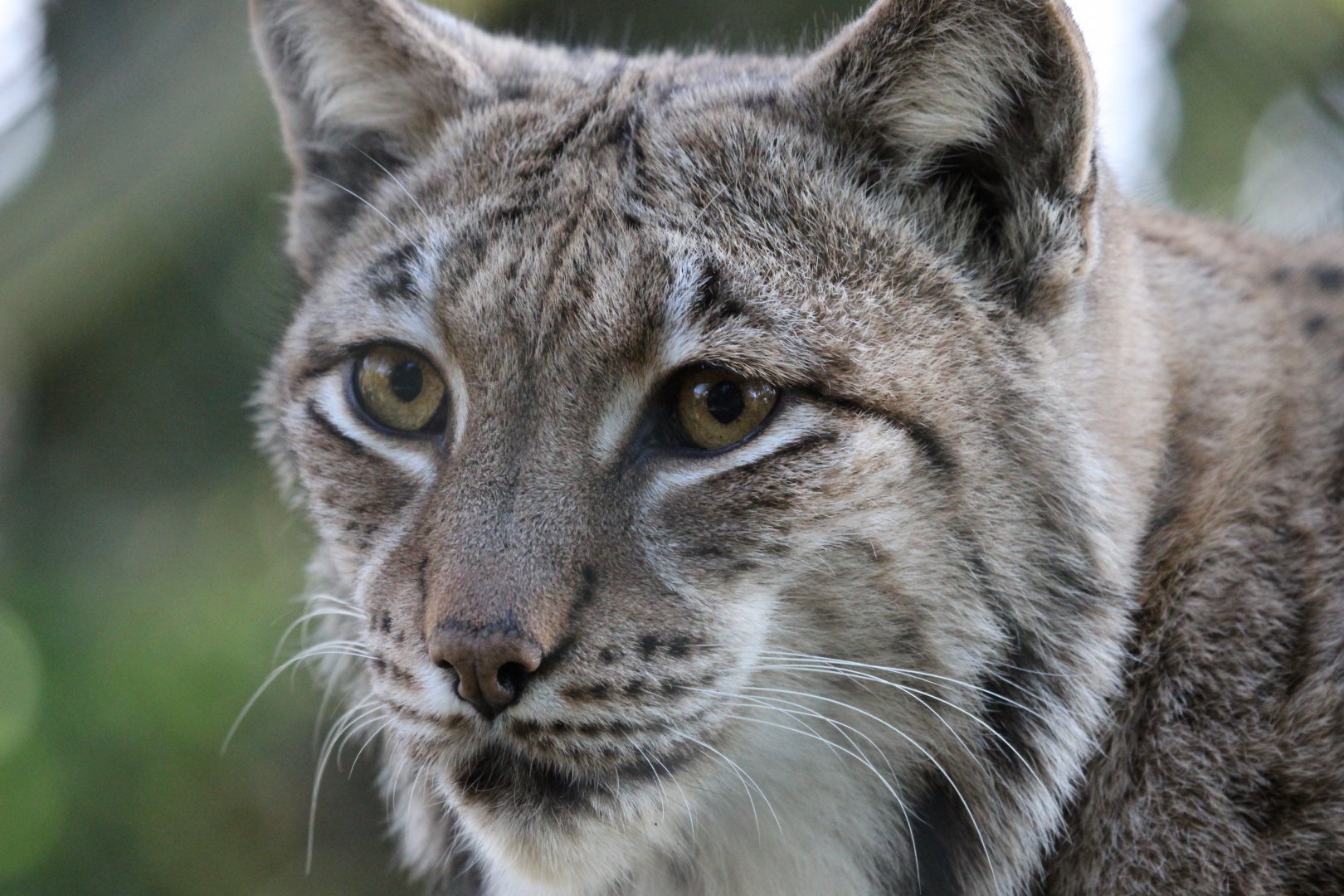 Lynx