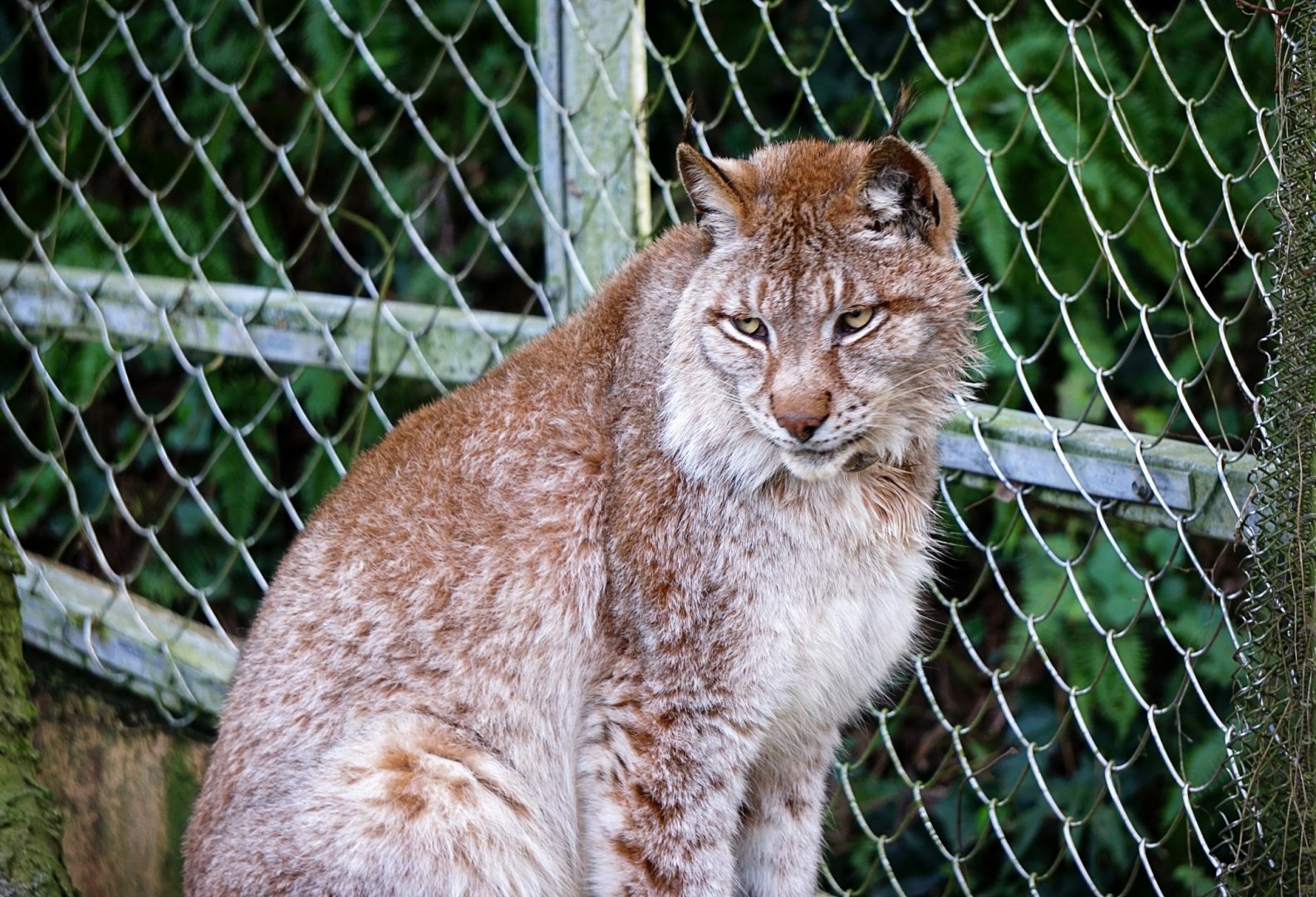Lynx