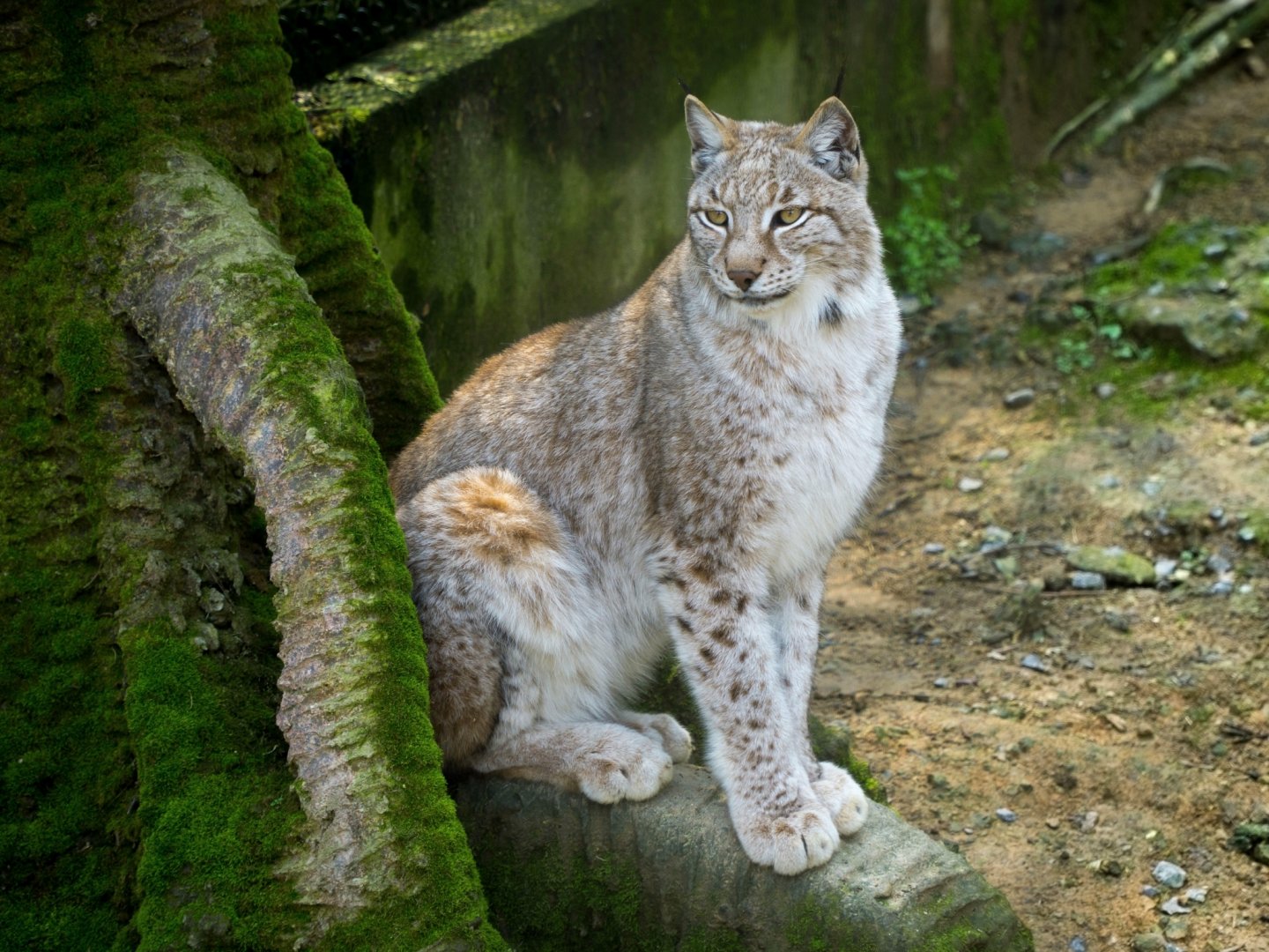 Lynx