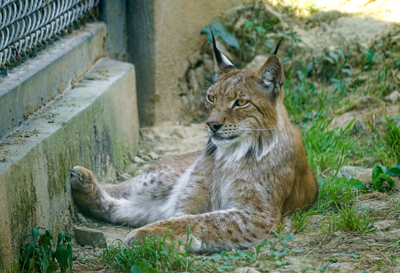 Lynx