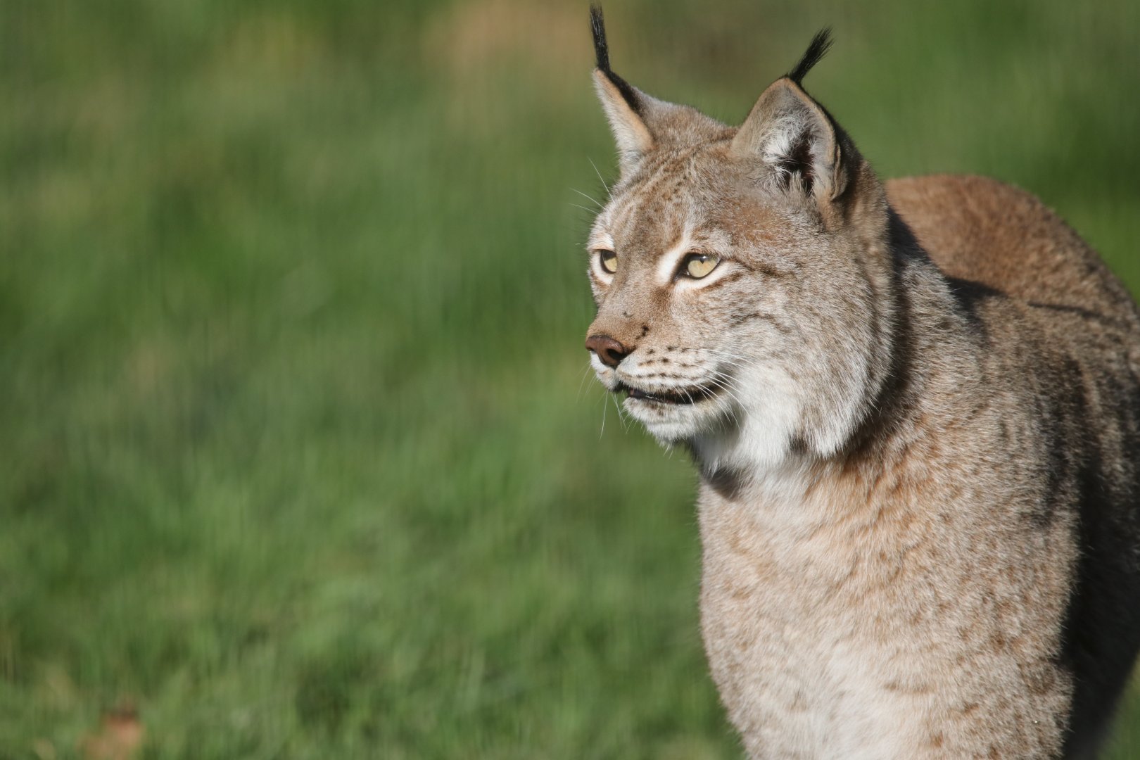 Lynx