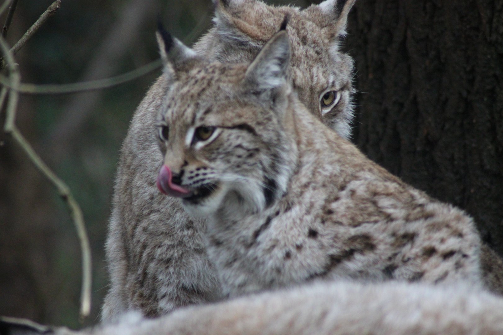 Lynx
