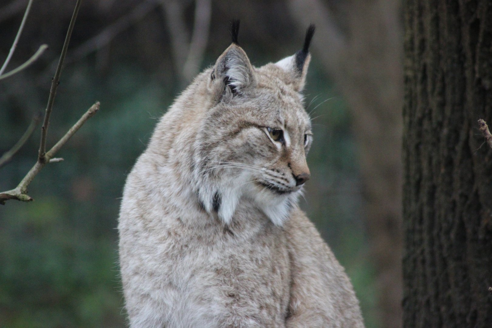 Lynx