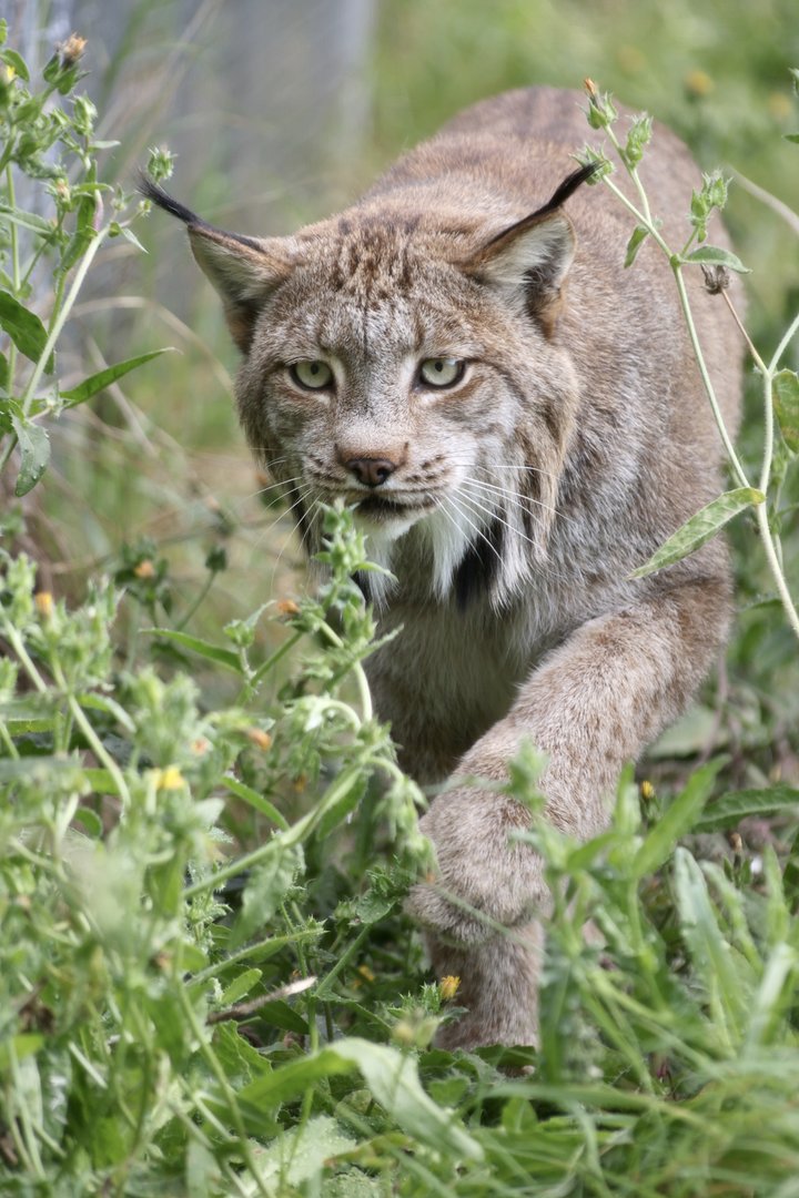 Lynx