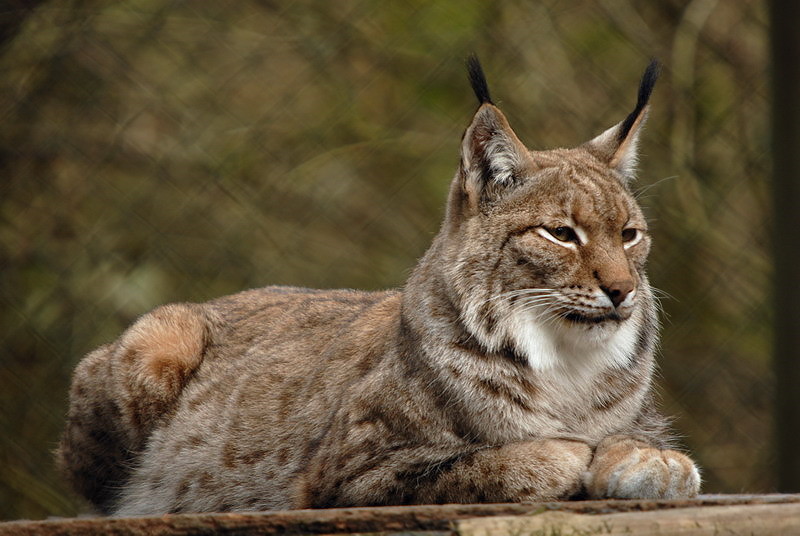 Lynx