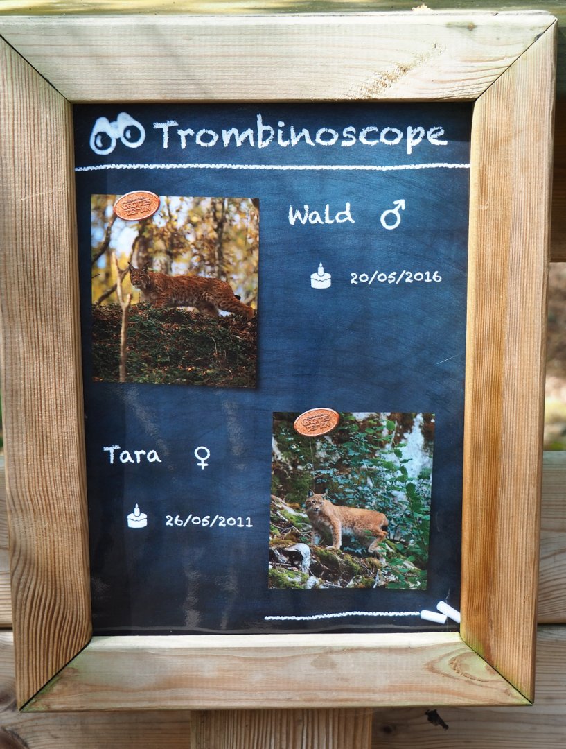 Lynxes in second exhibit identification signage, 2021-08-15