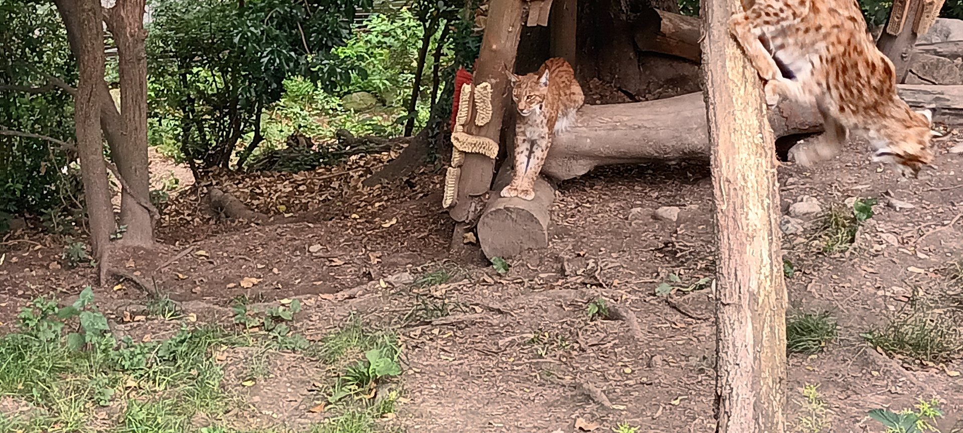 Lynxes