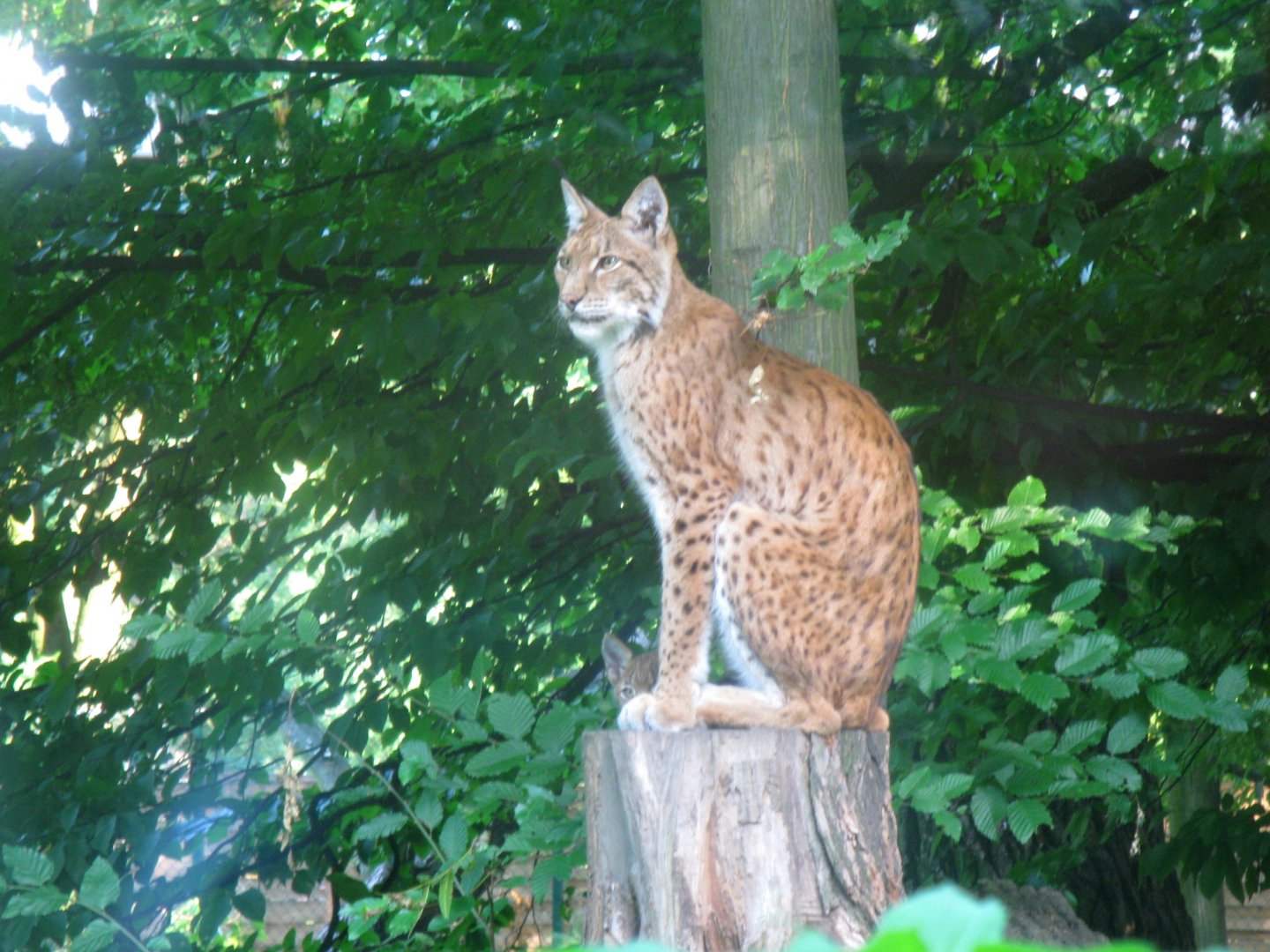 Lynxliving statue - 08.2013