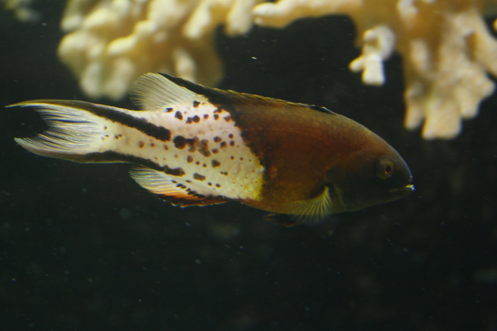 Lyre-tail hogfish