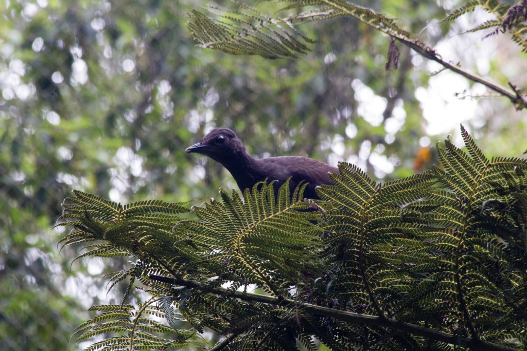 Lyrebird female in top of tree fern
