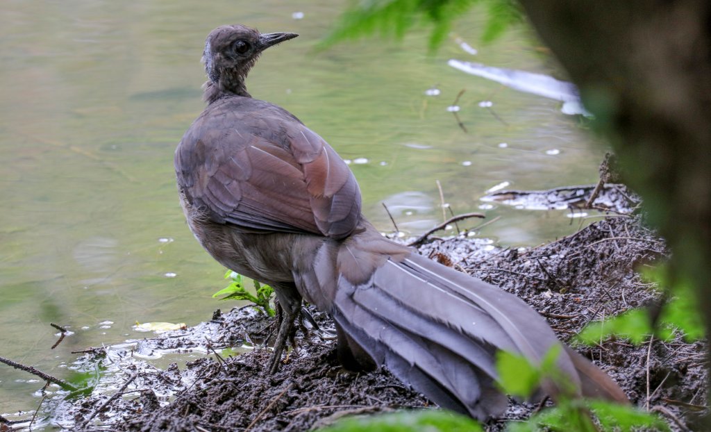 Lyrebird