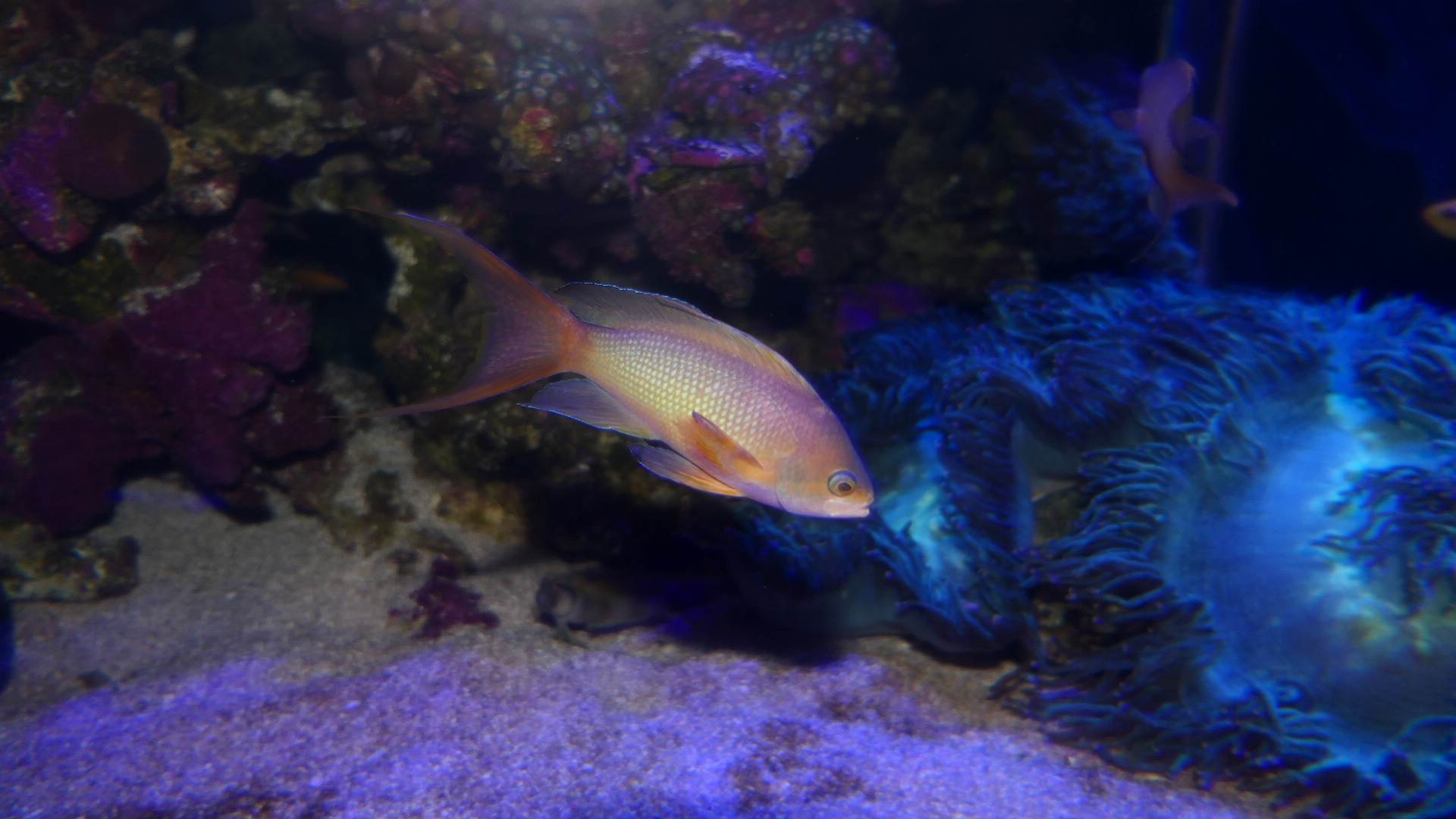 Lyretail Anthias (Pseudanthias squamipinnis) Indian Ocean form