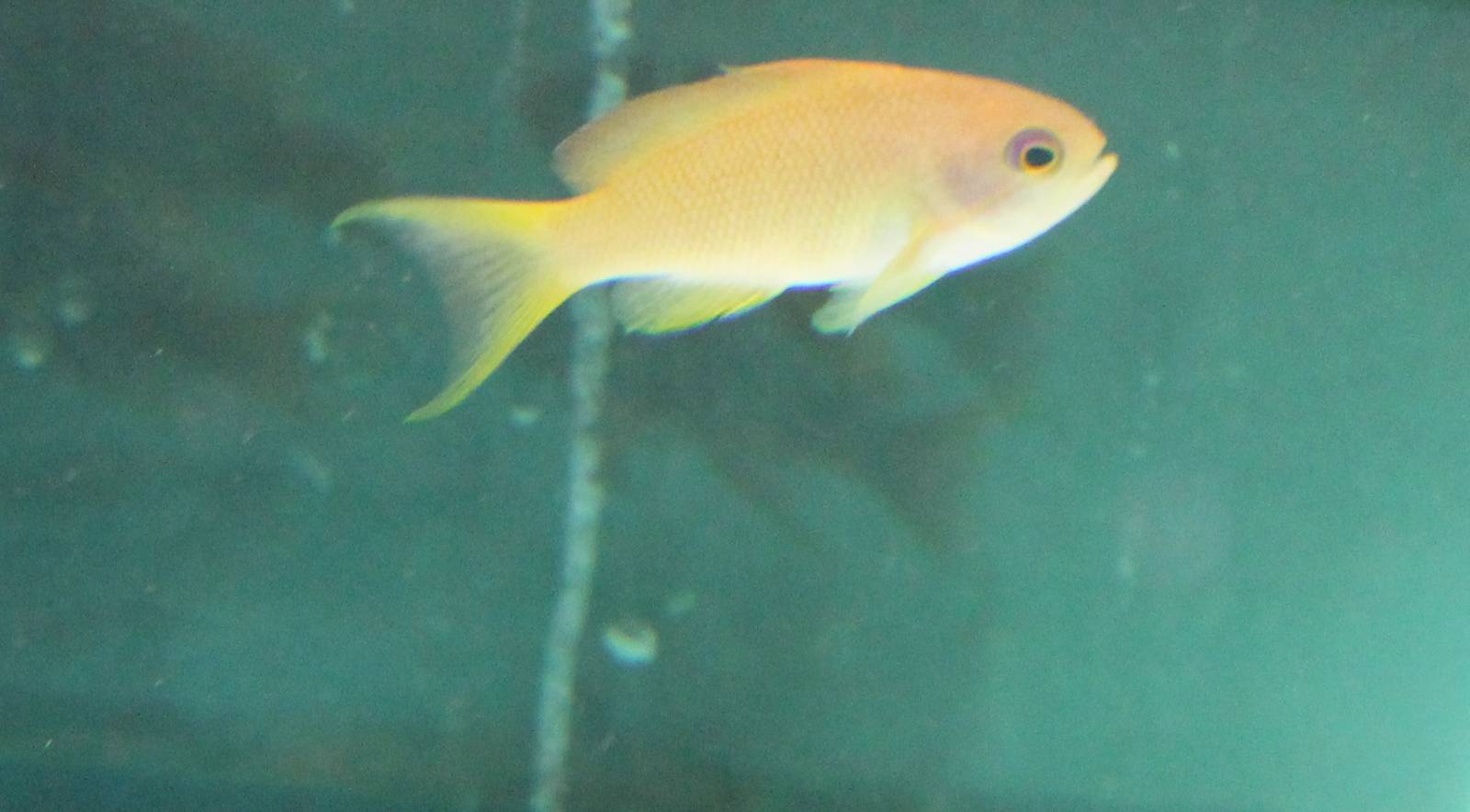 Lyretail Anthias (Pseudanthias squamipinnis)
