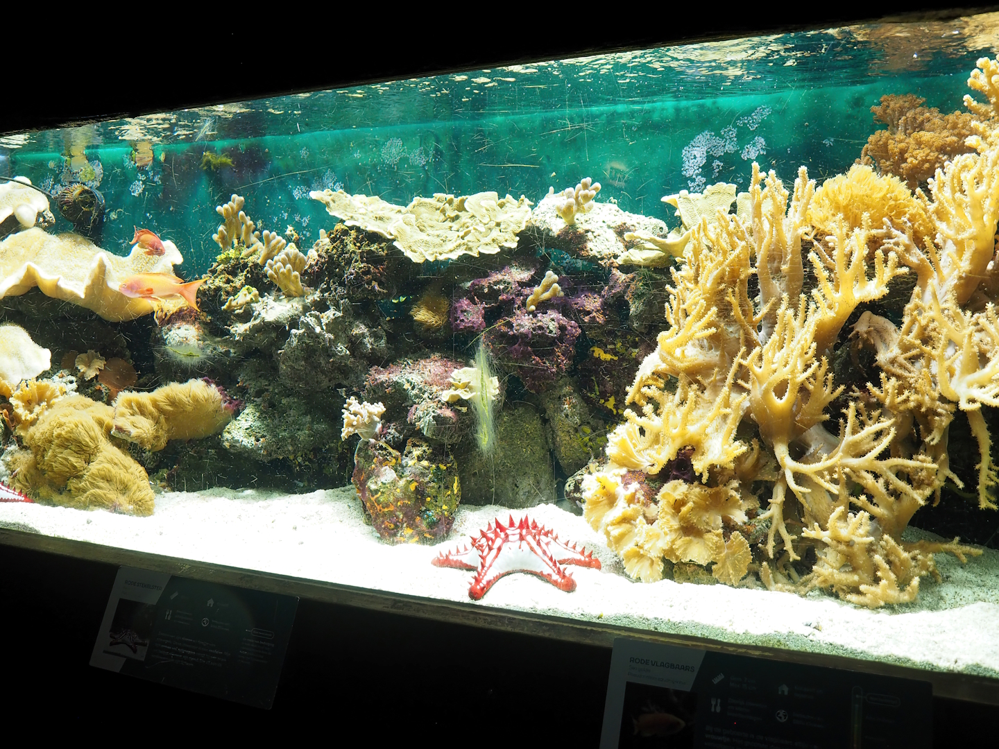 Lyretail Anthias, Red knob sea star and Cnidarian tank, 2023-08-17