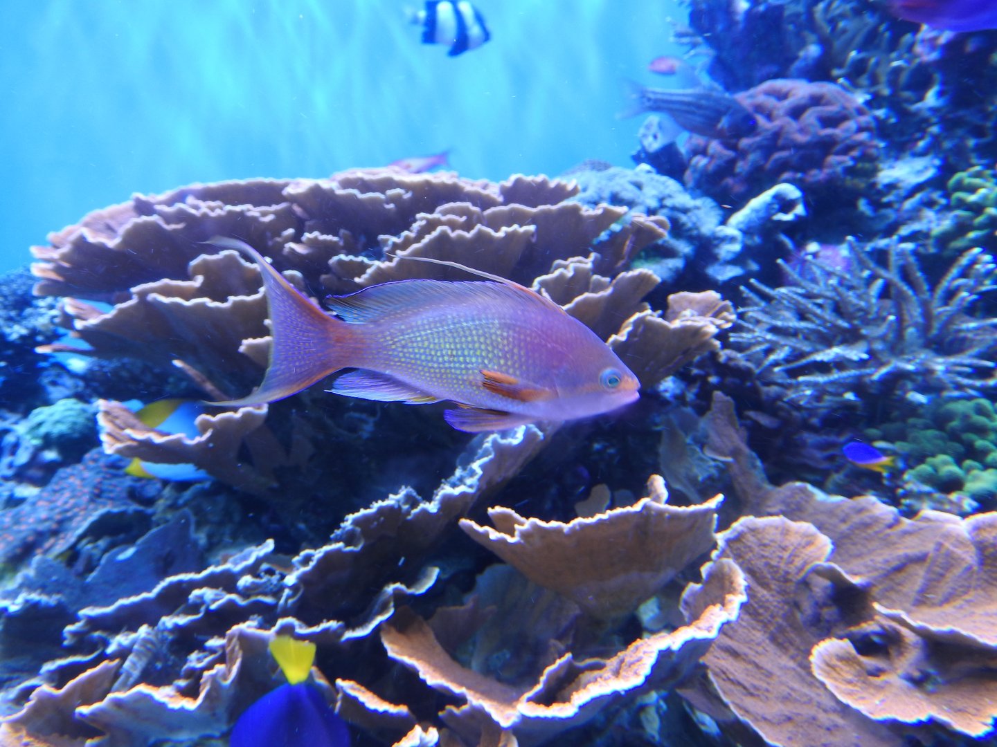 Lyretail Anthias
