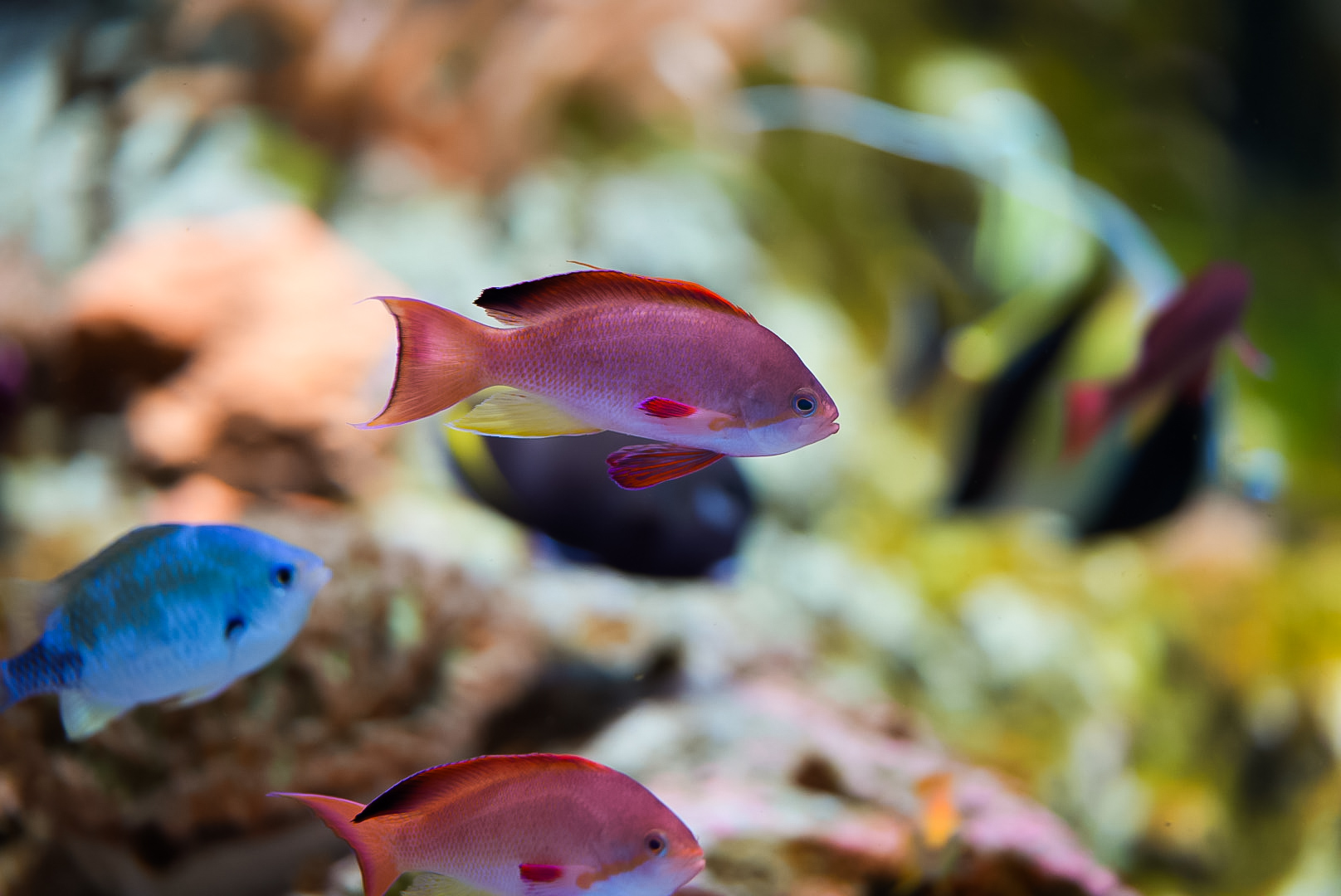 Lyretail Anthias