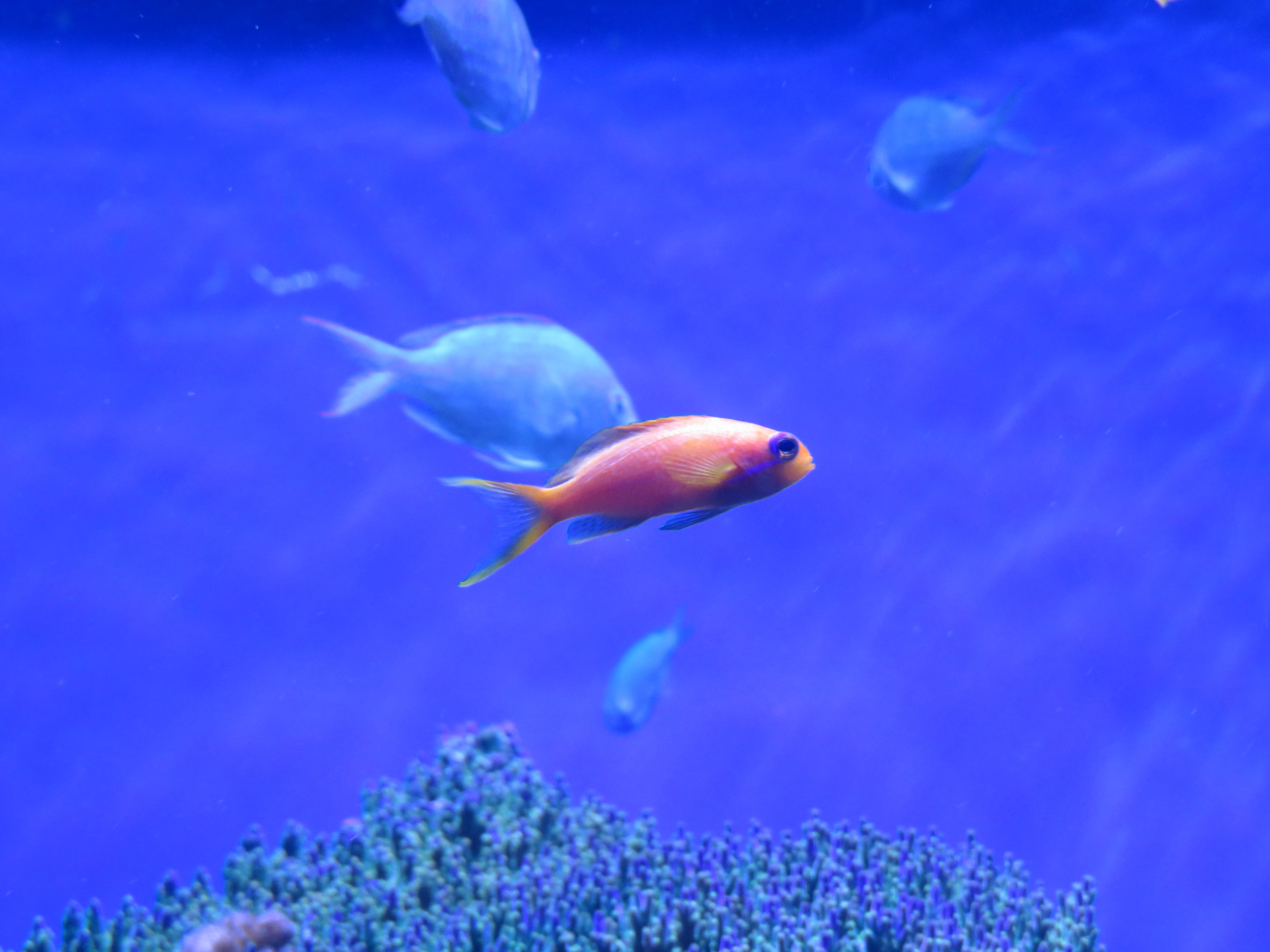Lyretail Anthias