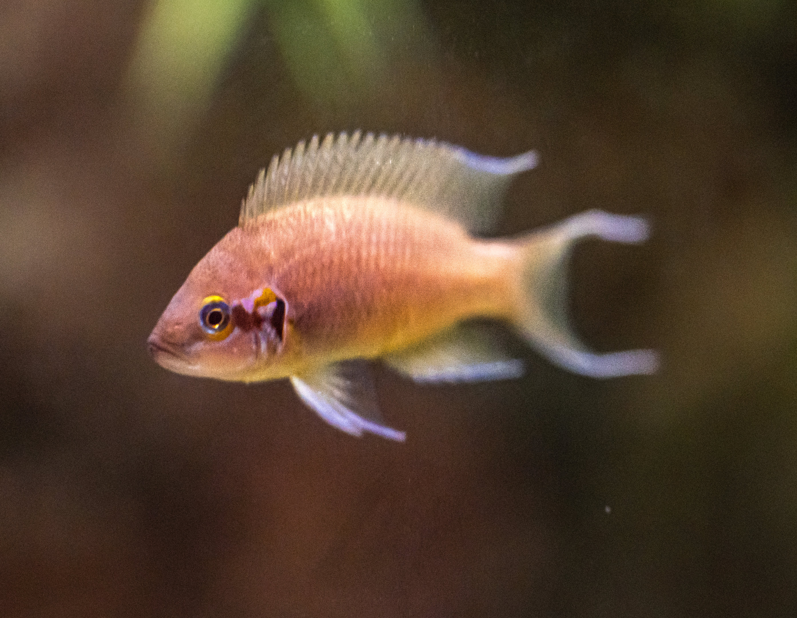 Lyretail Cichlid