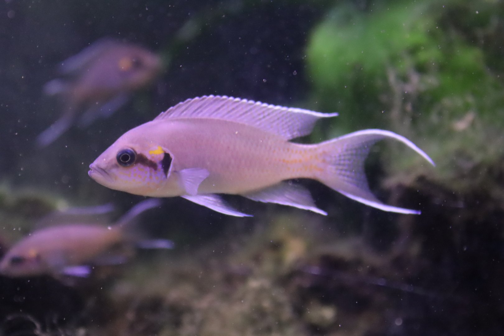 Lyretail Cichlid