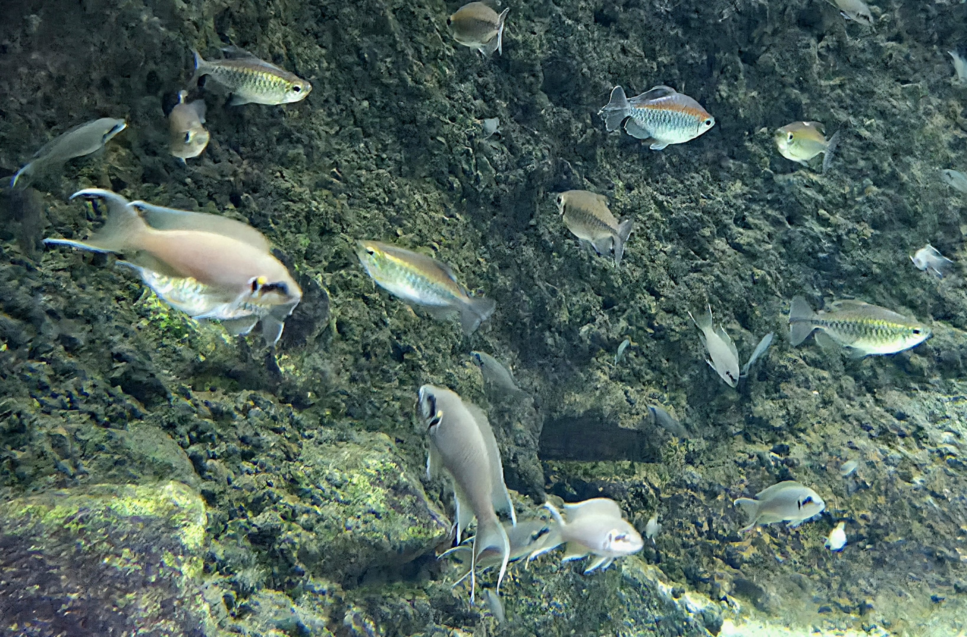 Lyretail Cichlids & Congo Tetras - Zoo Knoxville