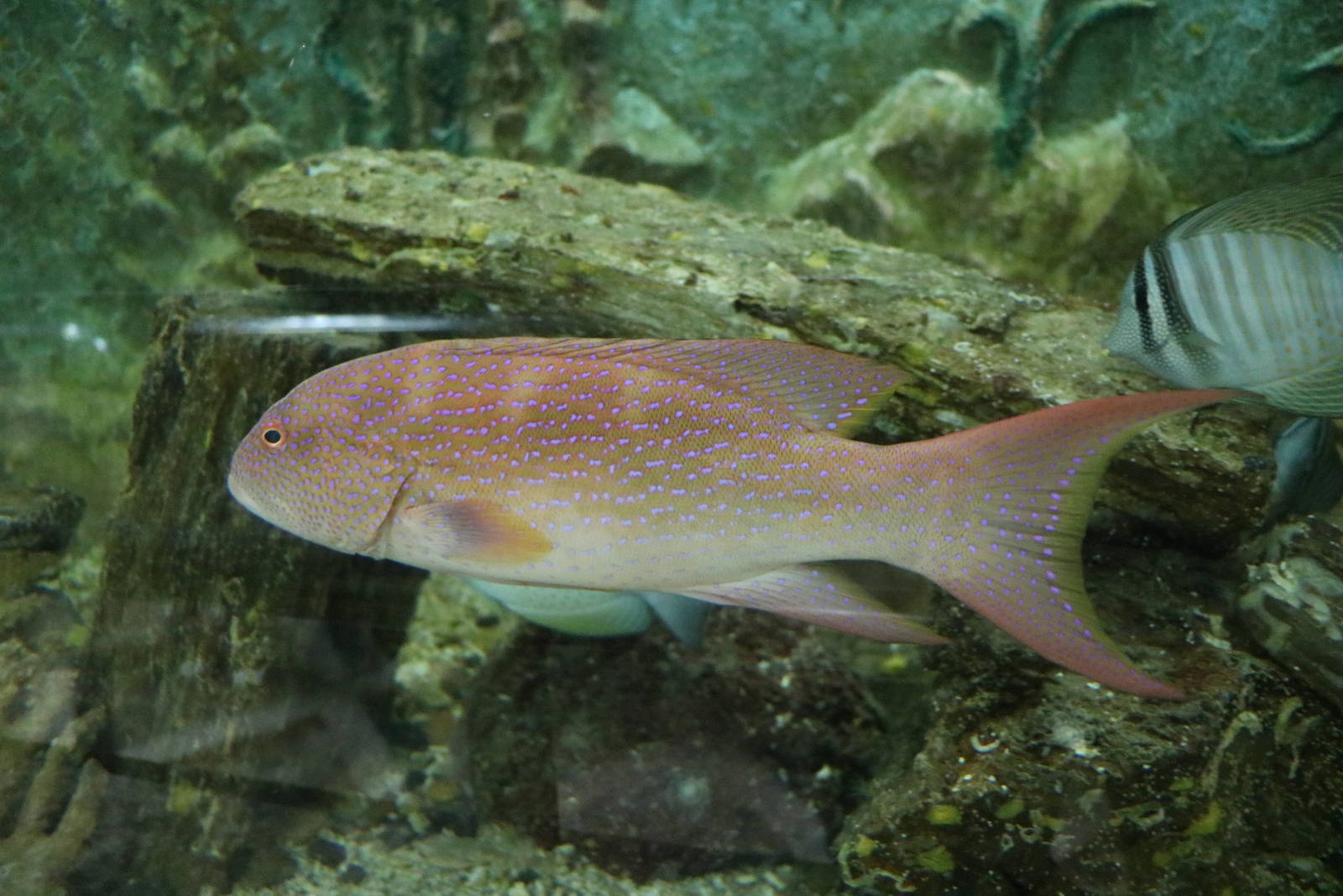 Lyretail grouper, February 2016