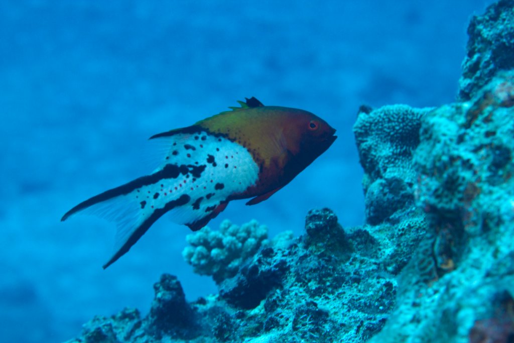 Lyretail Hogfish (Bodianus anthiodes)