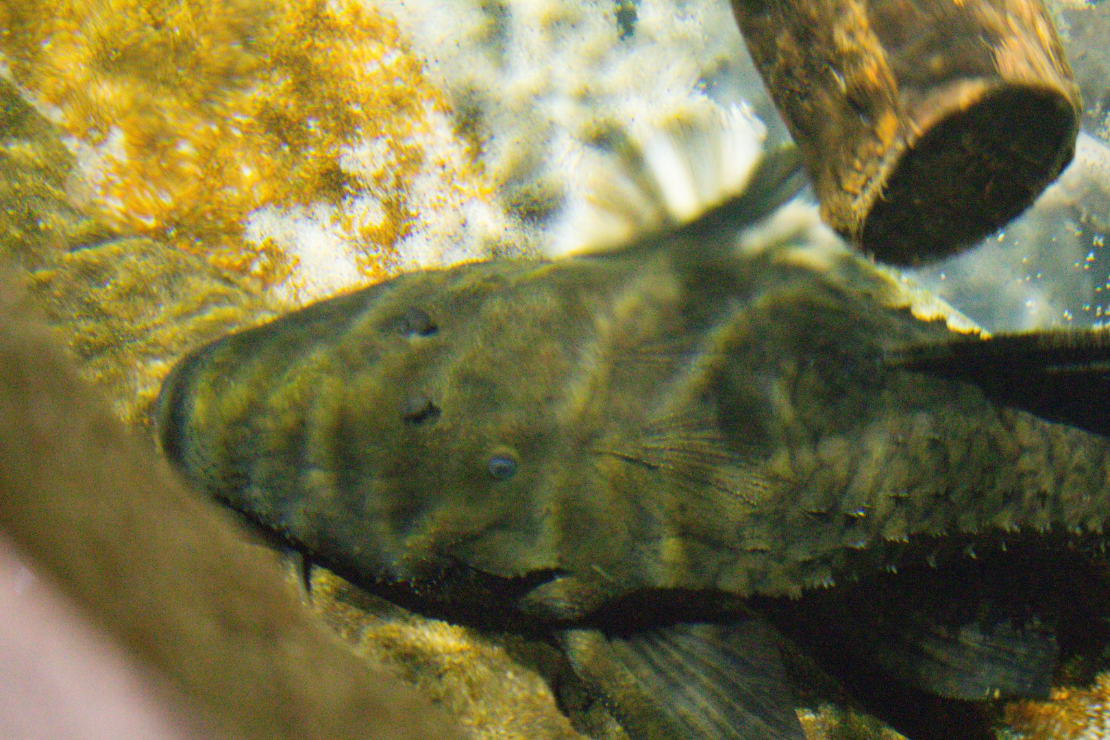 Lyretail Pleco (Acanthicus adonis)