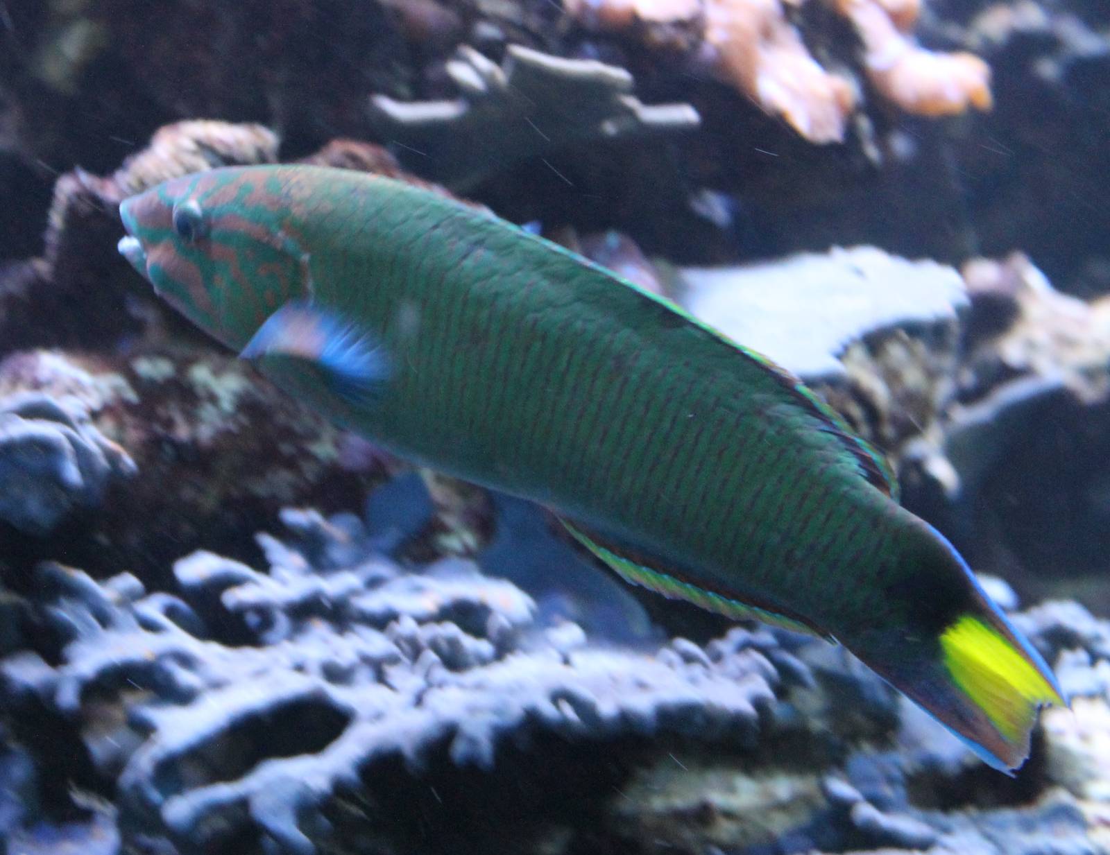 Lyretail Wrasse (Thalassoma lunare)