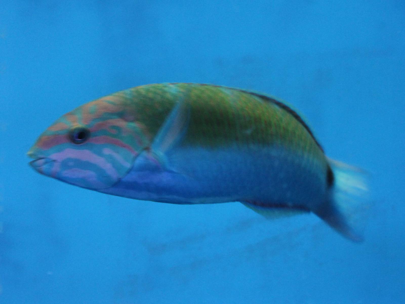Lyretail wrasse