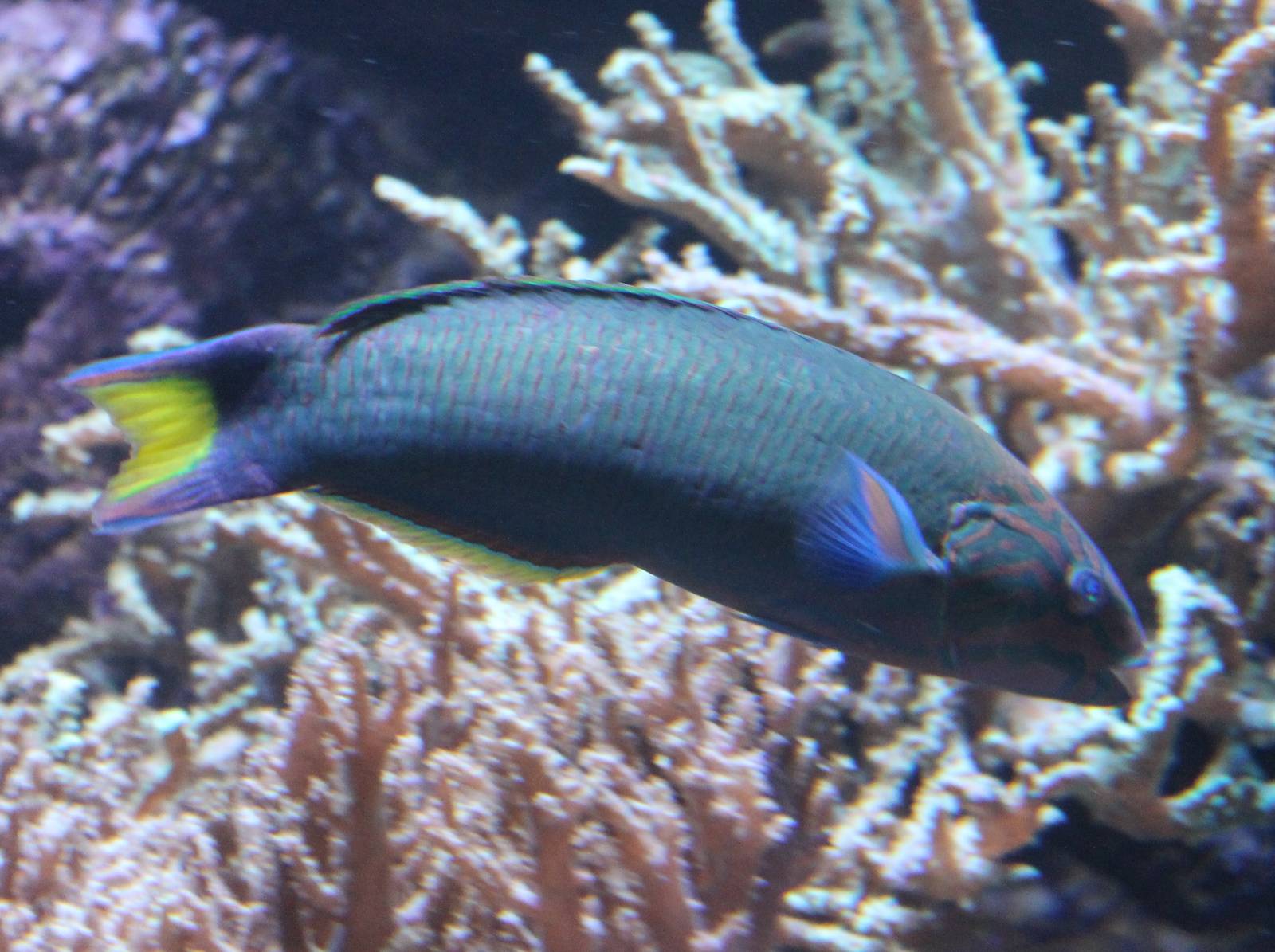 Lyretail wrasse