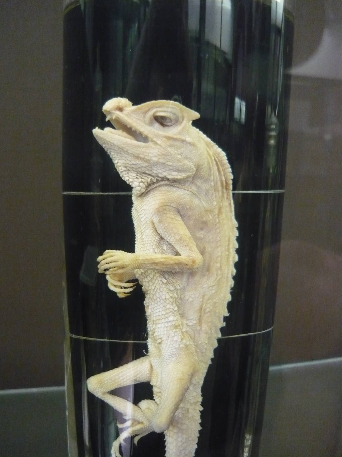 Lyriocephalus scutatus wet specimen