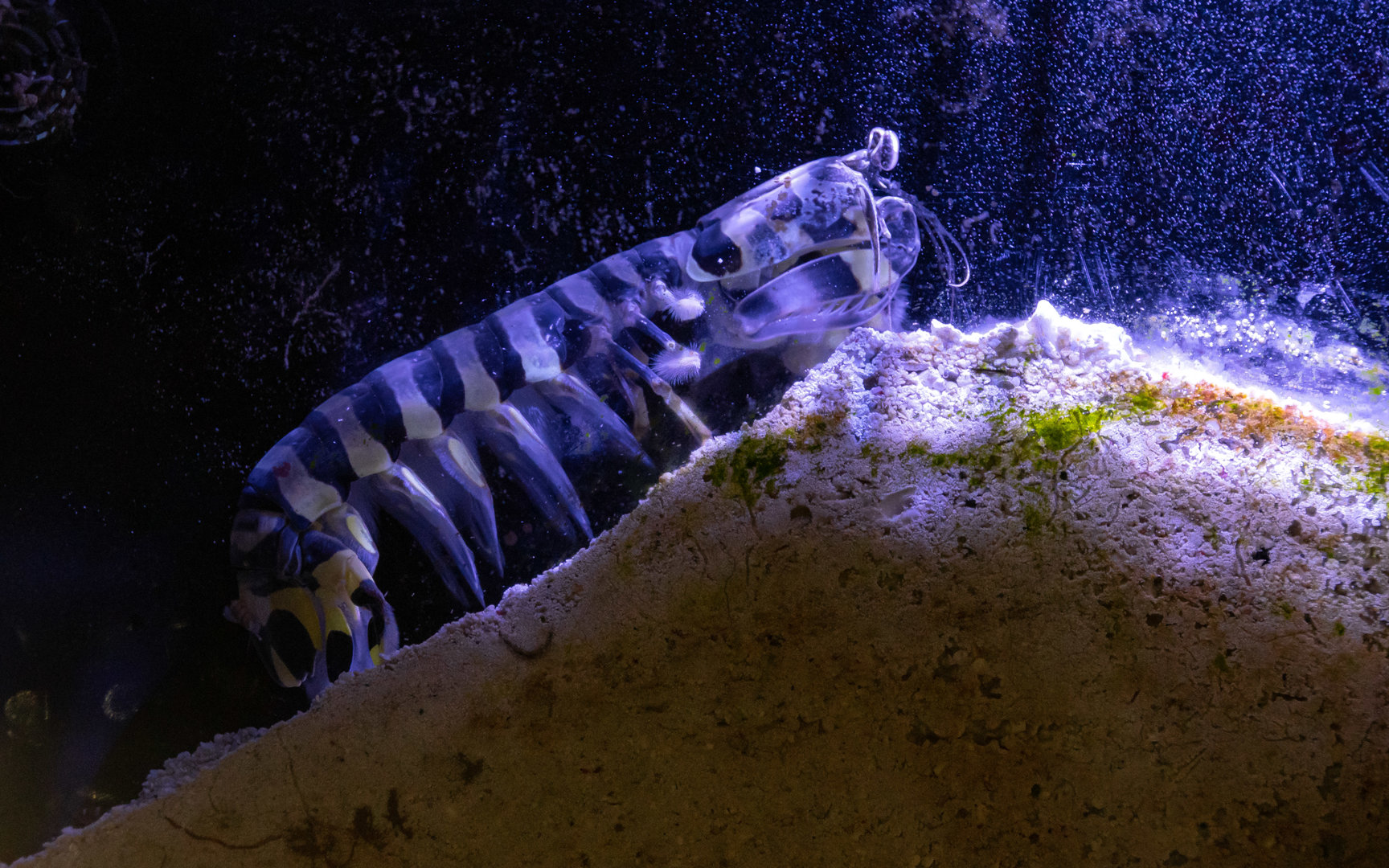 Lysiosquillina maculata? - Haus des Meeres