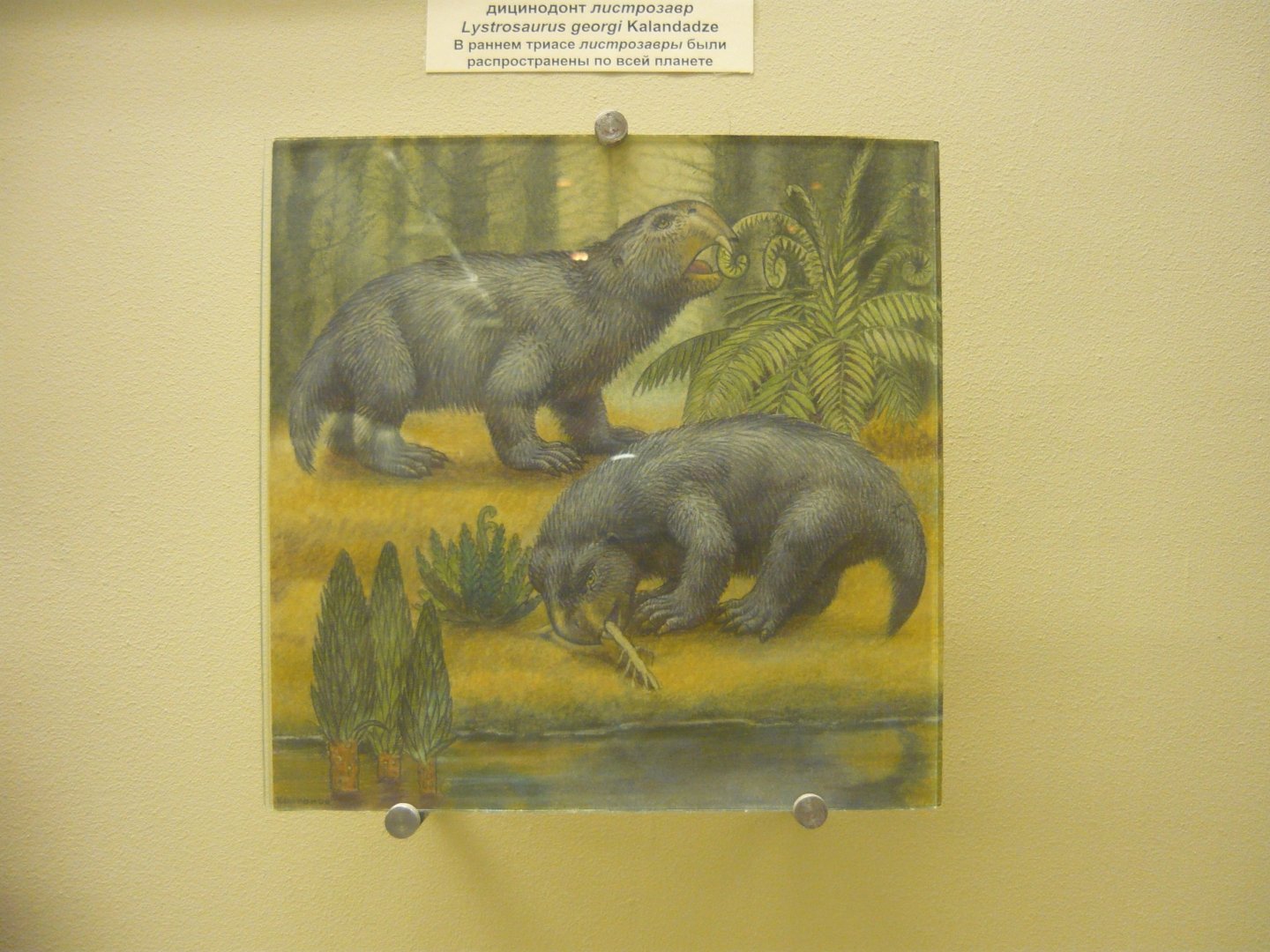 Lystrosaurus georgi reconstruction