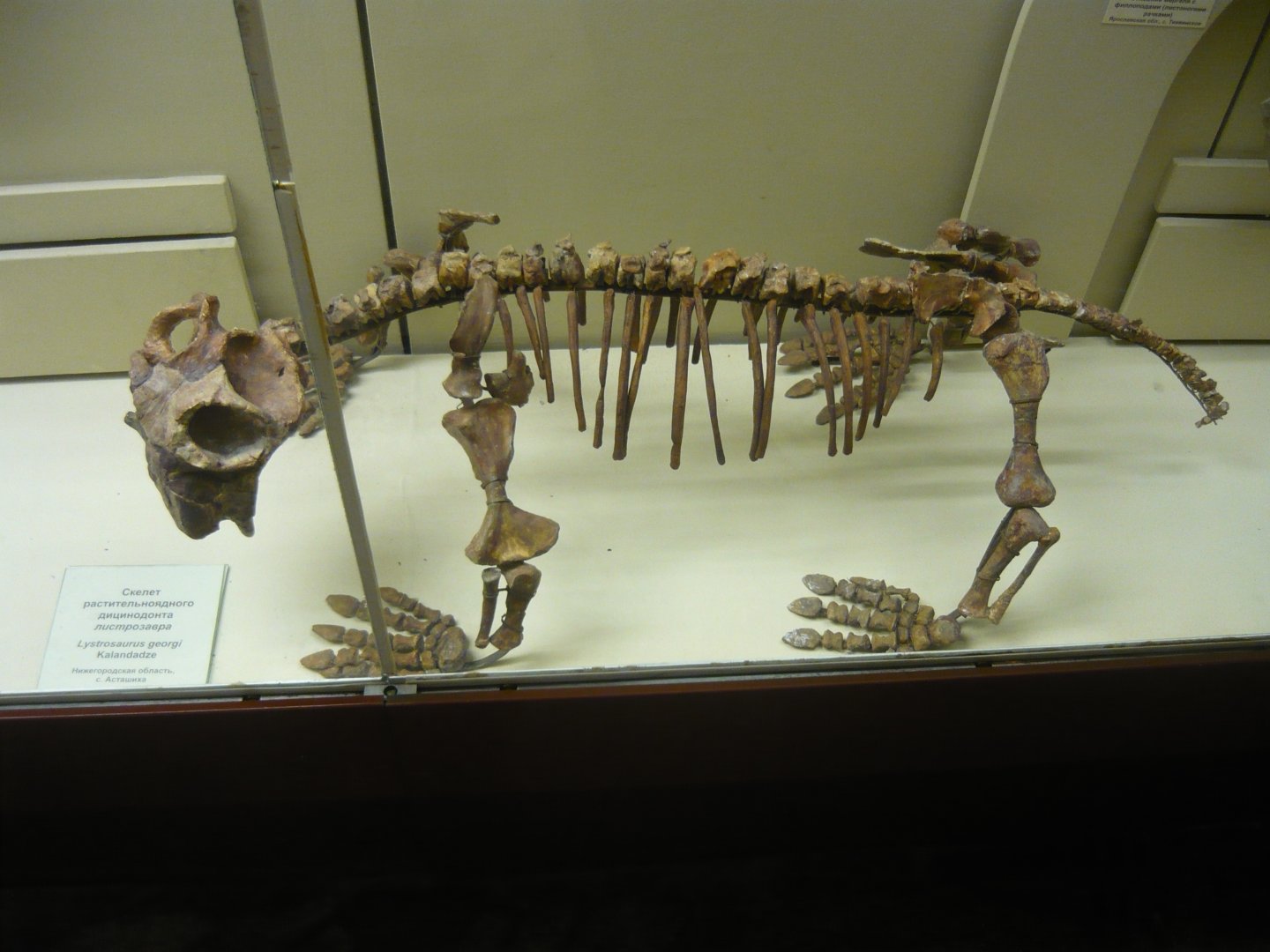 Lystrosaurus georgi skeleton