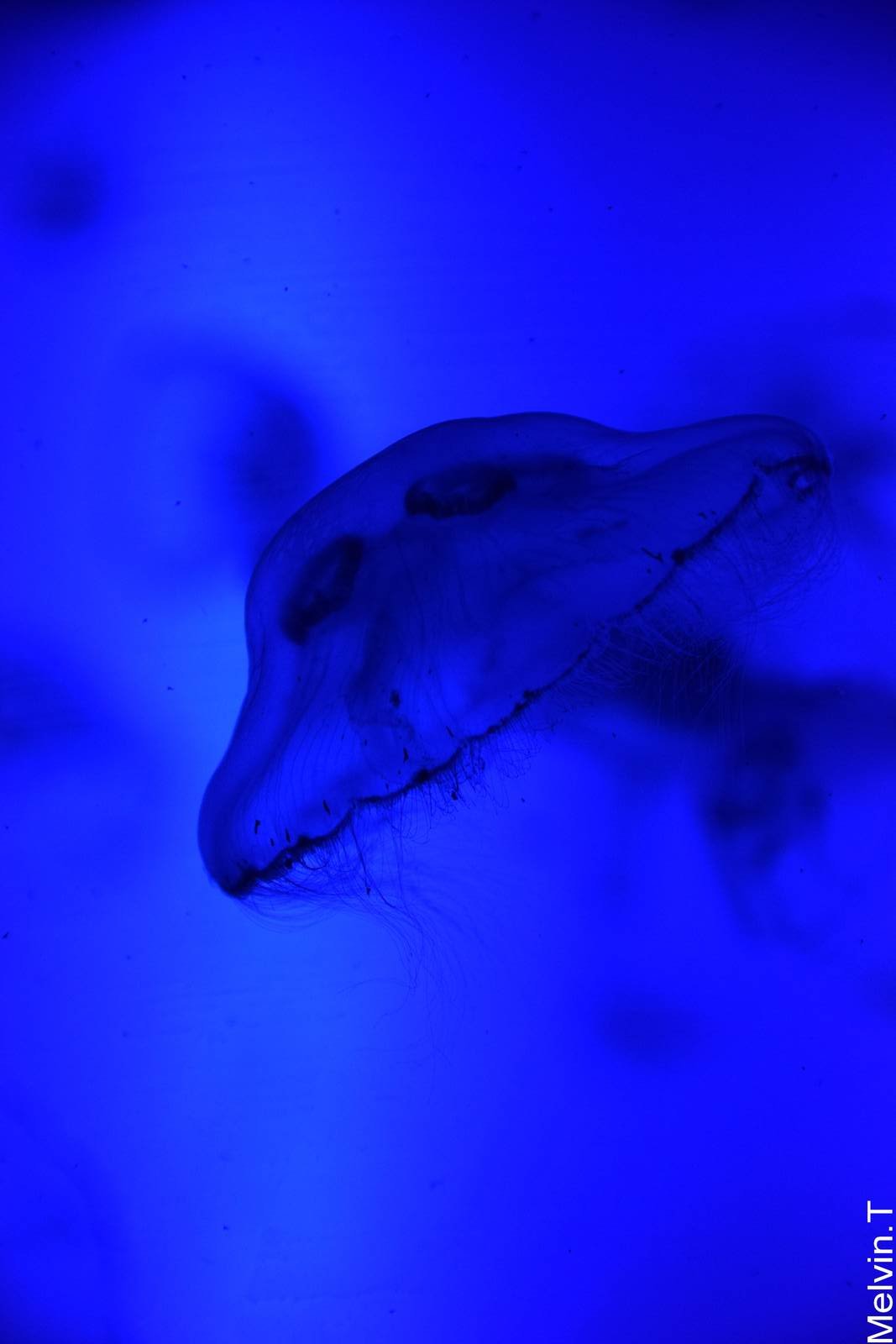 M?duse aur?lie / Moon jelly (Aurelia aurita)