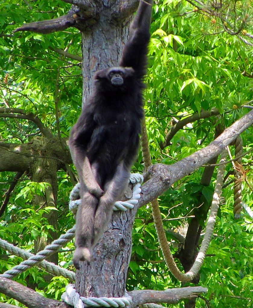 M?eller's Gibbon