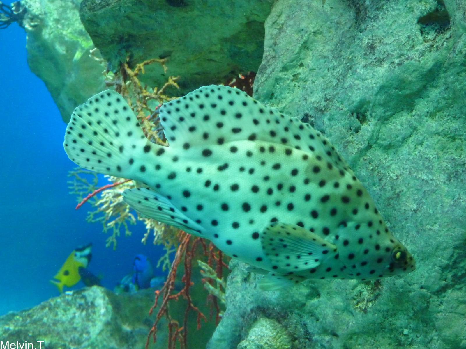 M?rou de Grace Kelly / Humpback grouper (Cromileptes altivelis)