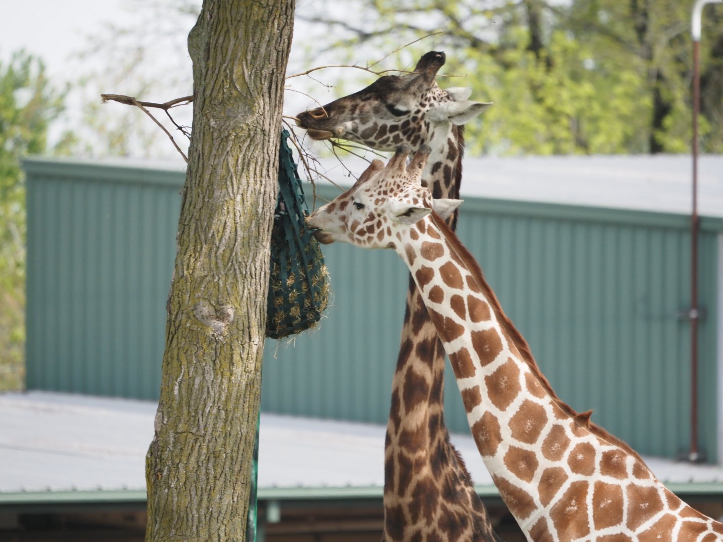 Maasai and Reticulated Giraffe