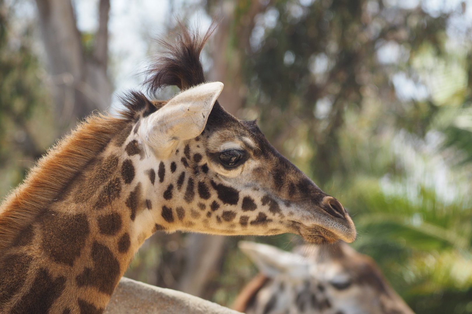 Maasai giraffe calf