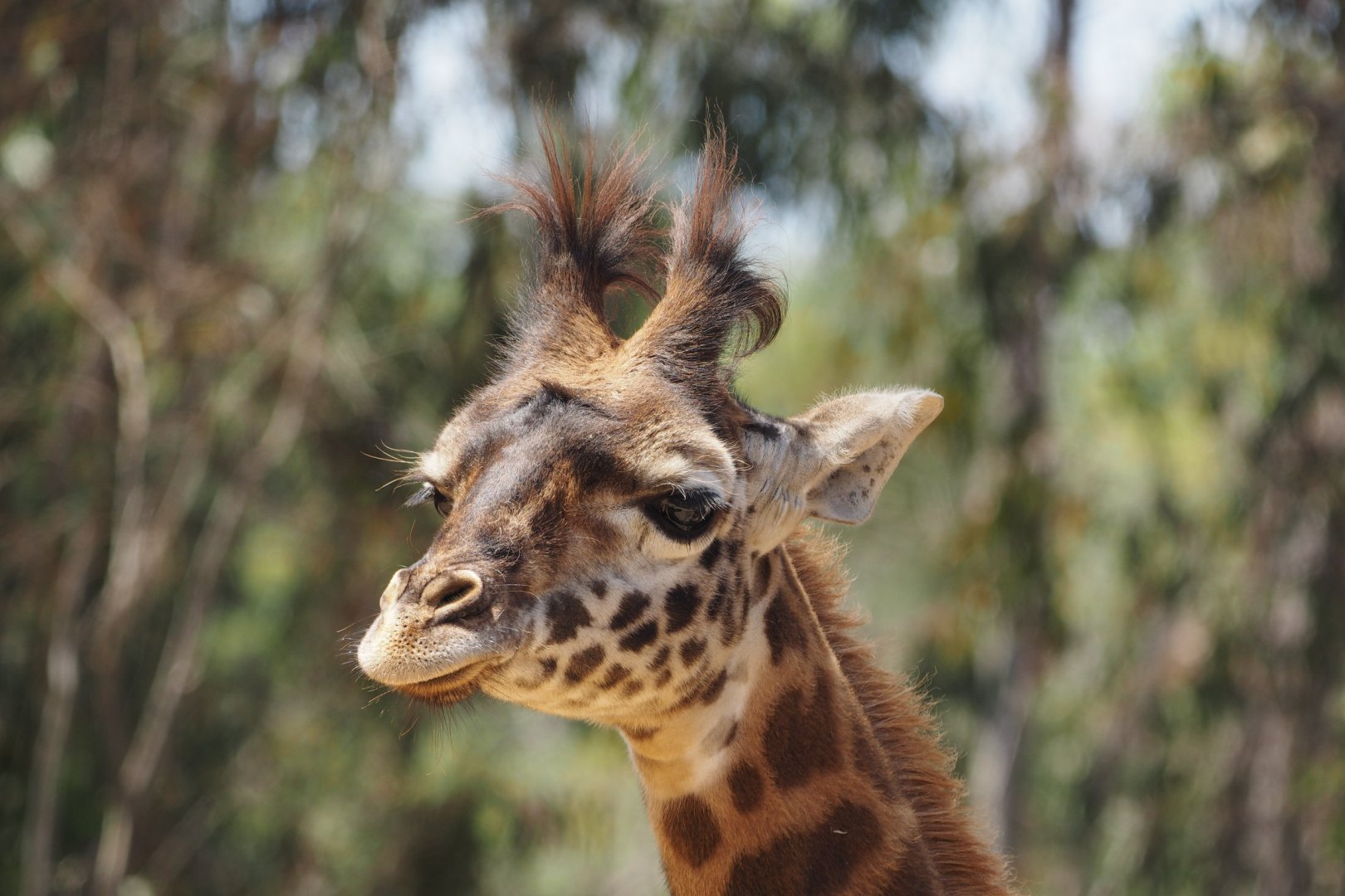 Maasai giraffe calf